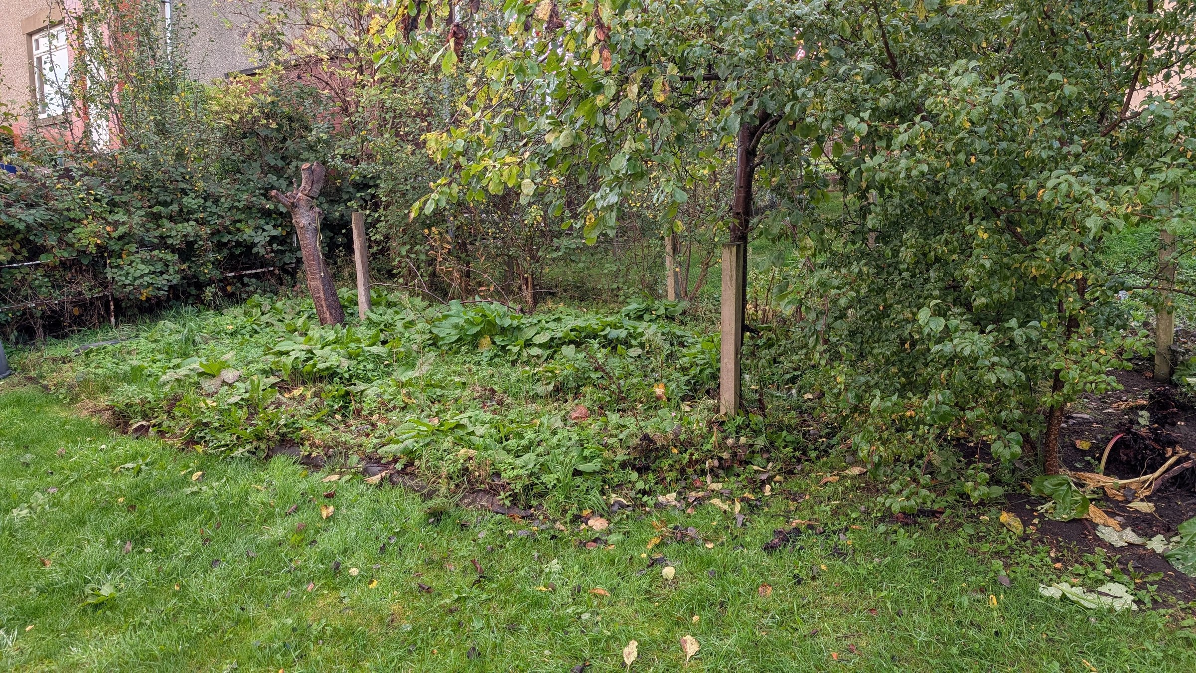 Overgrown bed under fruit trees, smothered in weeds and fallen leaves, before