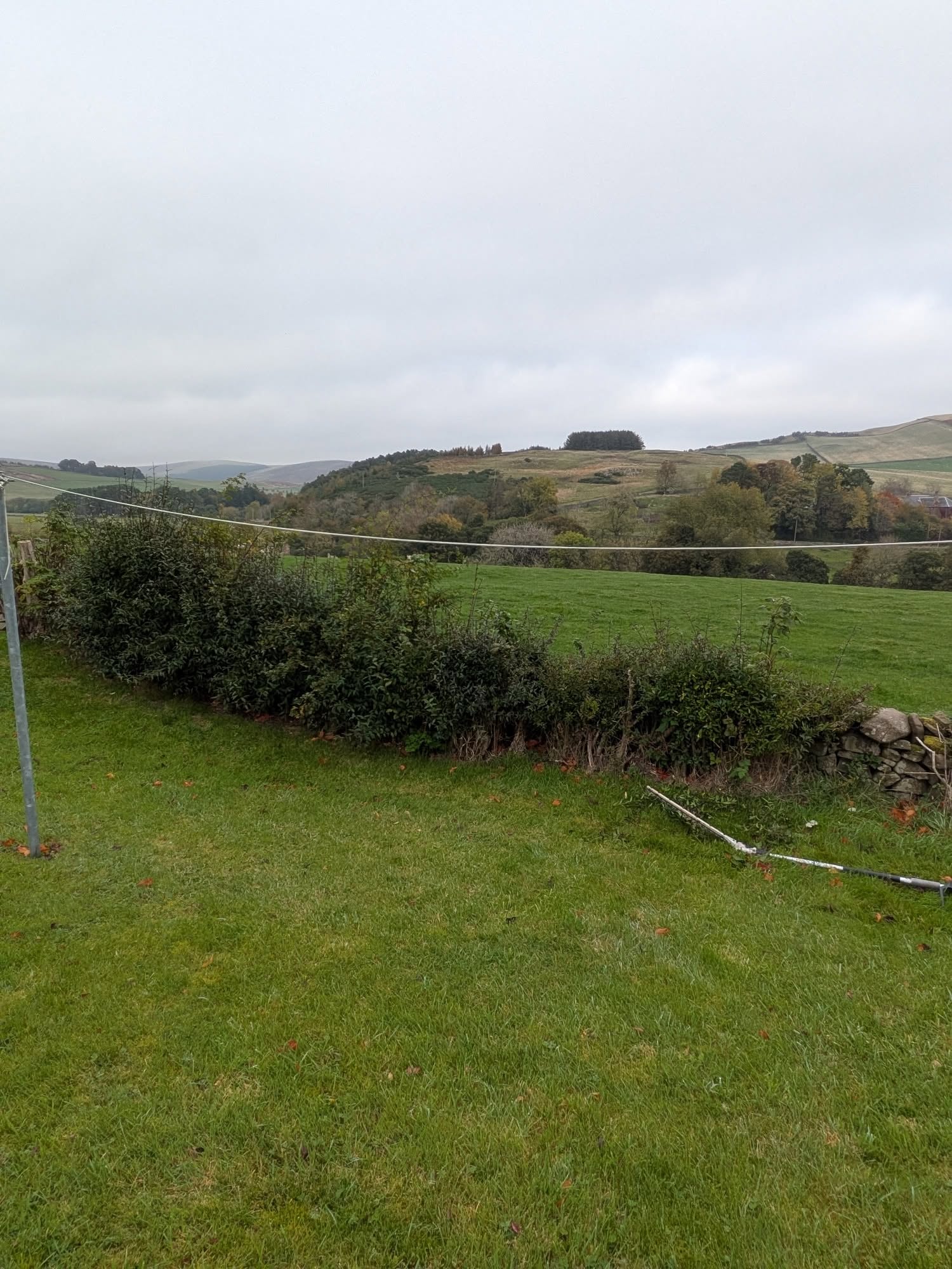 A beech hedge cut level beside a field