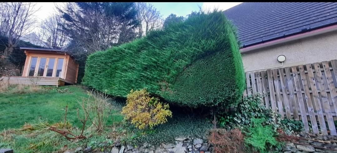 A long conifer hedge cut flat