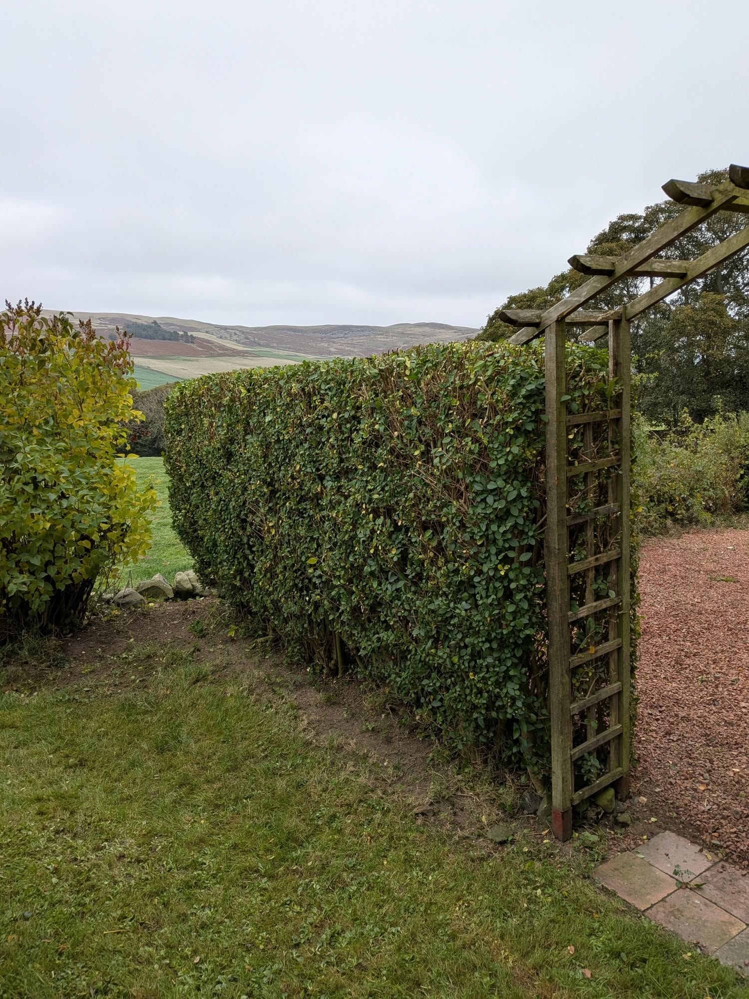 The same hedge clipped tight to the garden arch, after