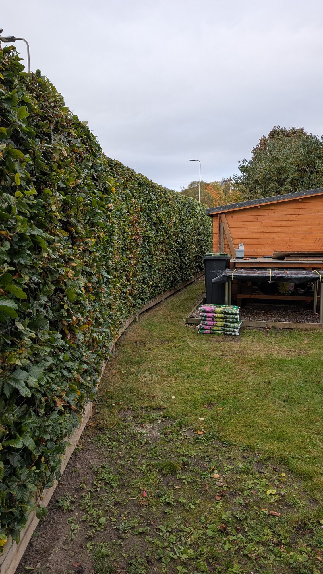The same hedge trimmed straight and the path cleared, after